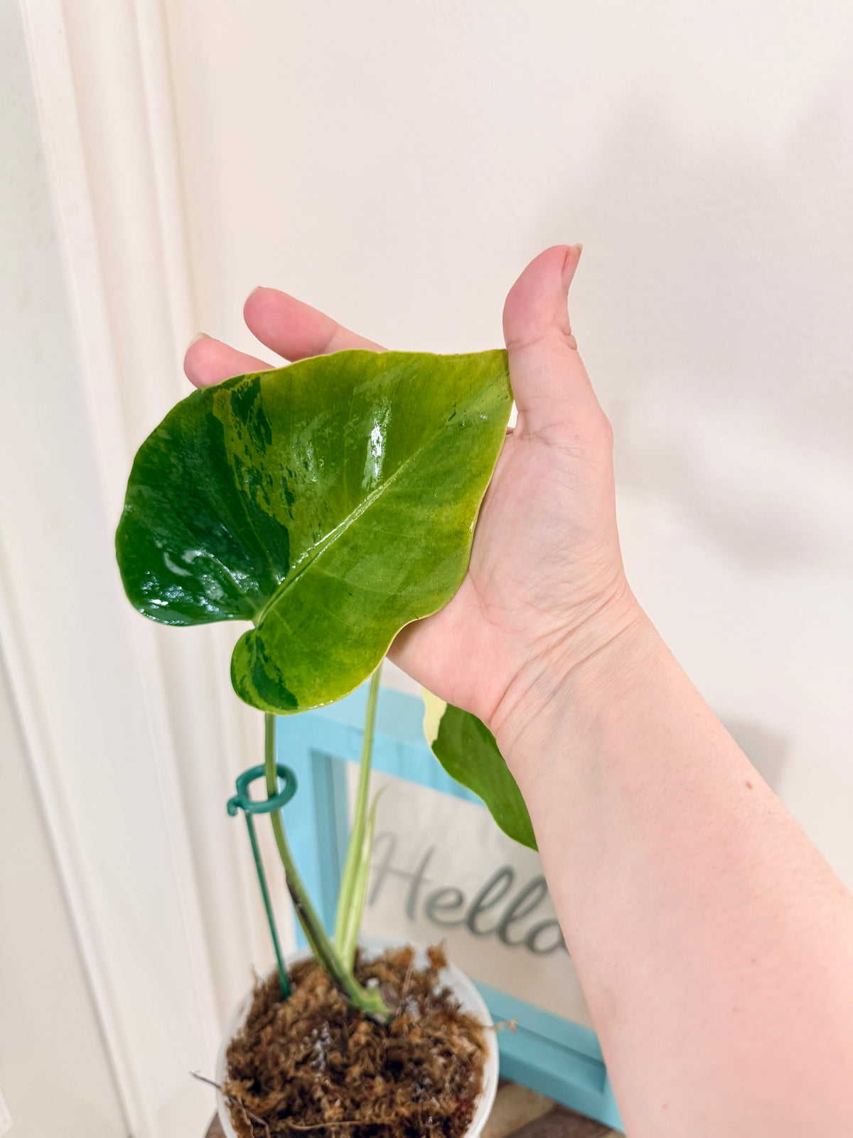 Monstera light lime