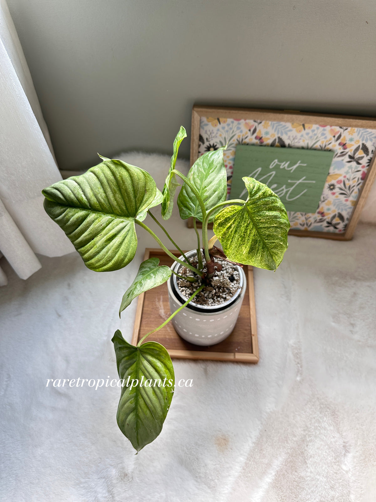 Philodendron Sodiroi Variegated