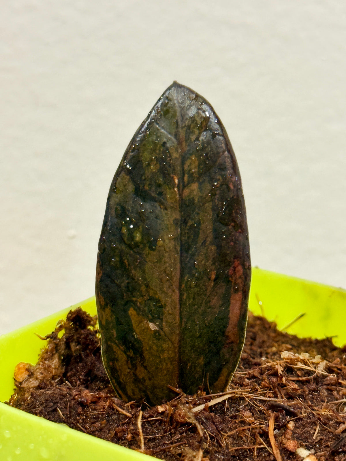 PINK ZZ PLANT