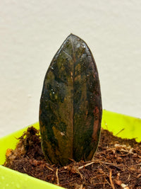 PINK ZZ PLANT