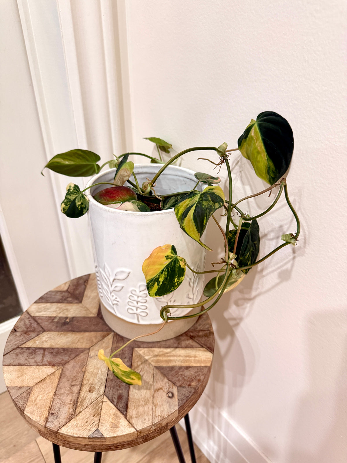 Philodendron Micans Variegated