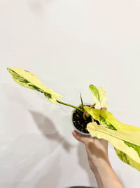 Philodendron Florida Beauty x Bobcee Variegated