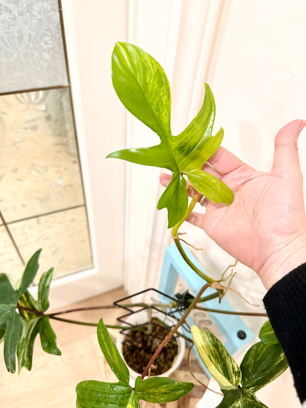 Philodendron Florida Beauty