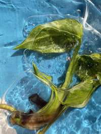 TC Monstera Golden Lion (Electrolyte Tricolour)
