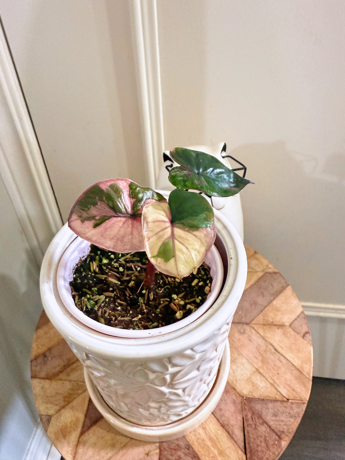 Alocasia Serendipity Variegated