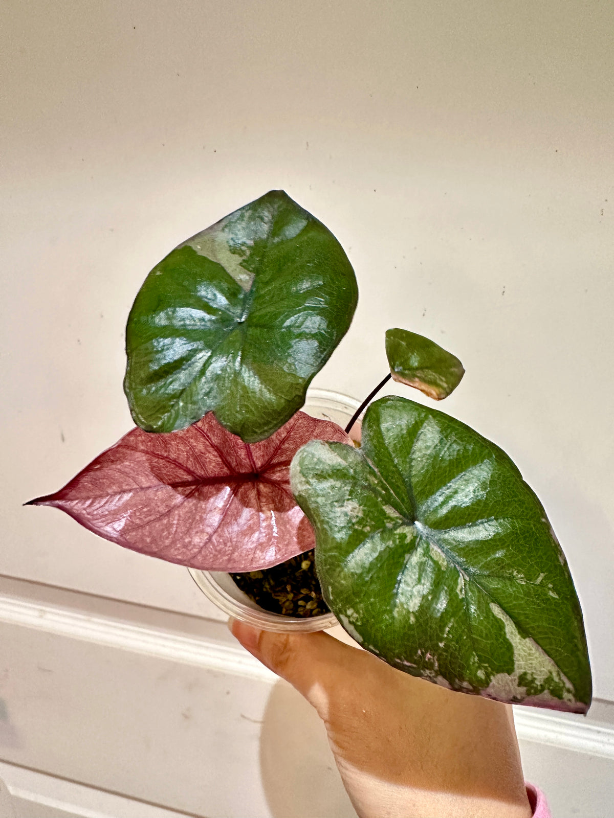 Alocasia Serendipity Variegated