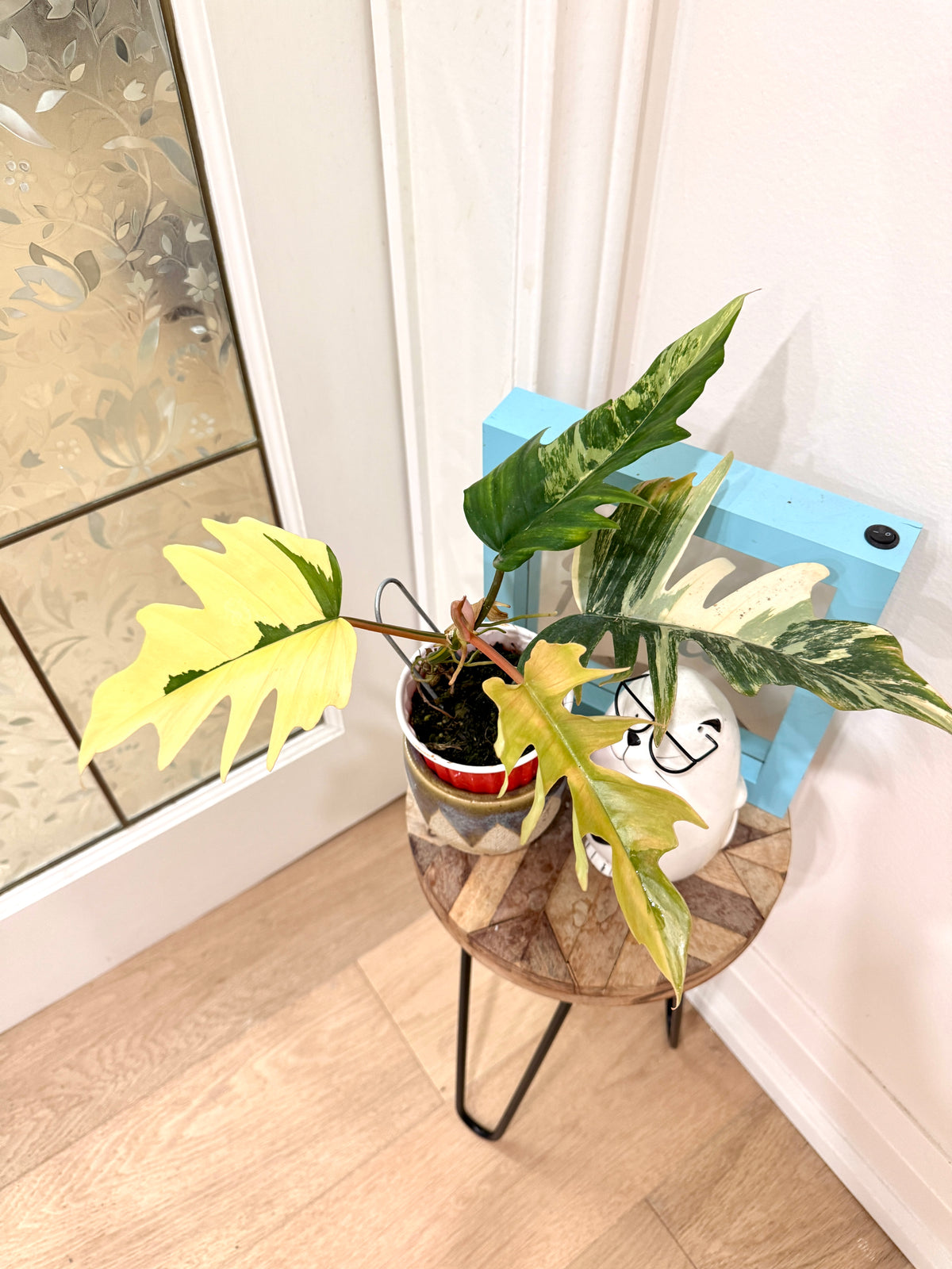 Philodendron Flobe x Tortum