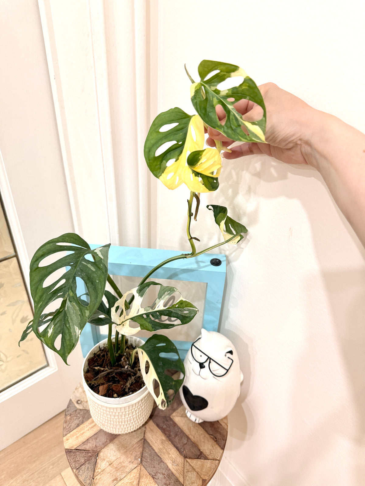 Monstera Adansonii Albo Variegated