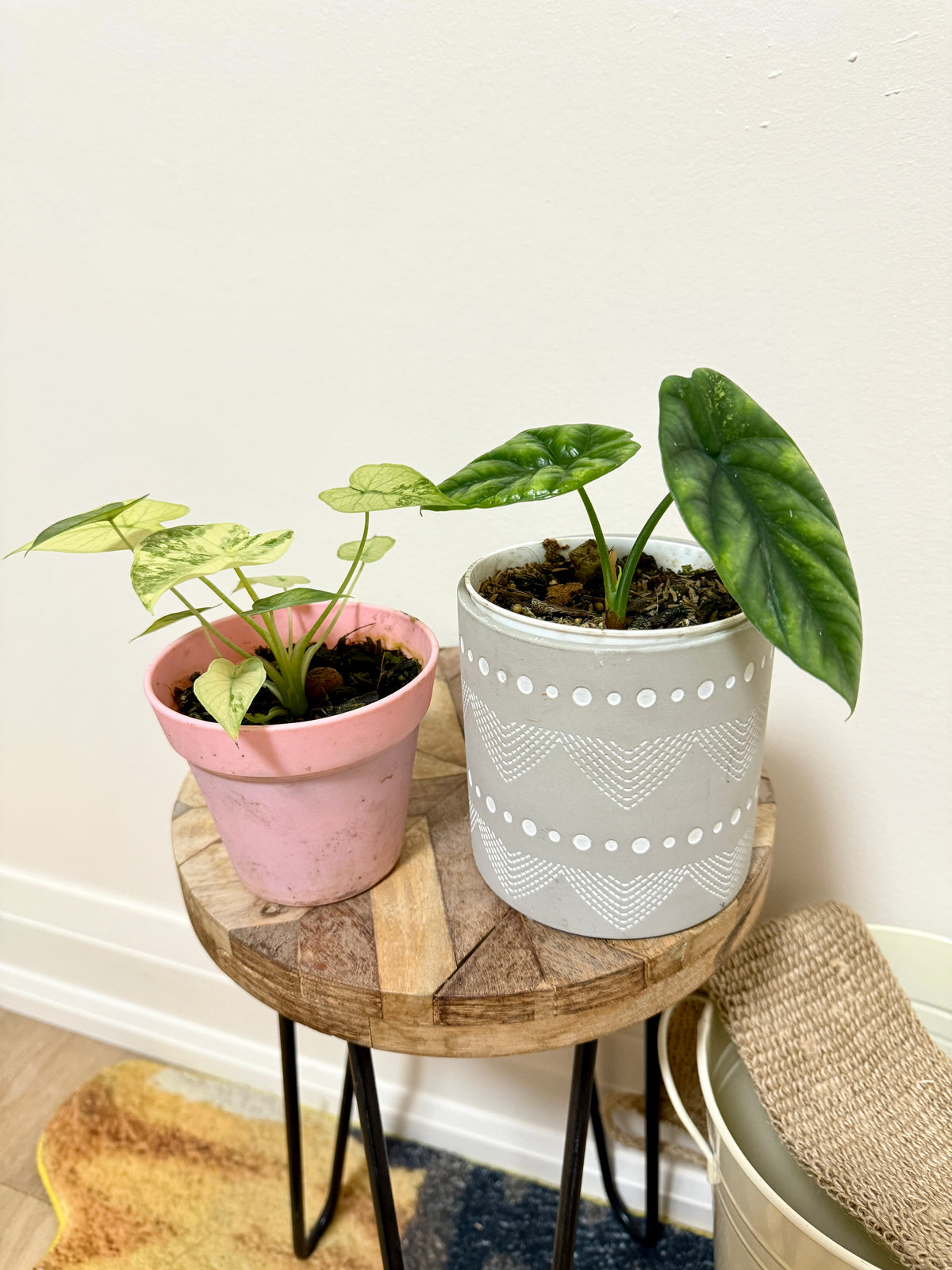 Combo Alocasia Sinuata Variegated & Gageana Mint