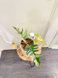 Philodendron Florida Beauty x Tortum Variegated