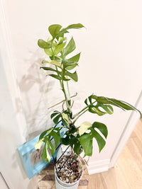 Rhaphidophora Tetrasperma Albo