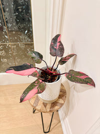 Philodendron Pink Princess Galaxy
