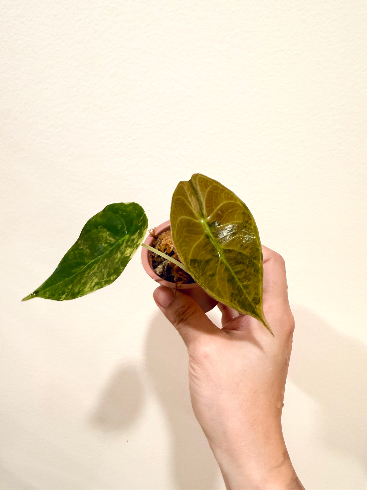 Alocasia Sedenii Aurea