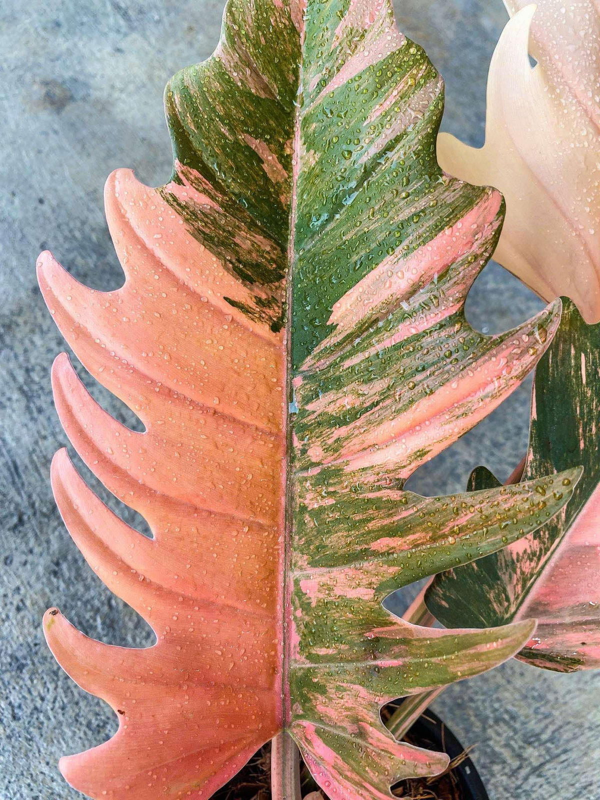 [PRE ORDER] PHILODENDRON CARAMEL MARBLE RED FIRE