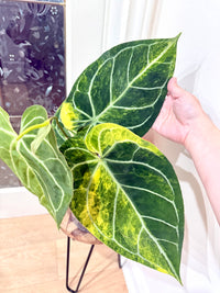 Anthurium Silver Blush x (Hope x Crystal)