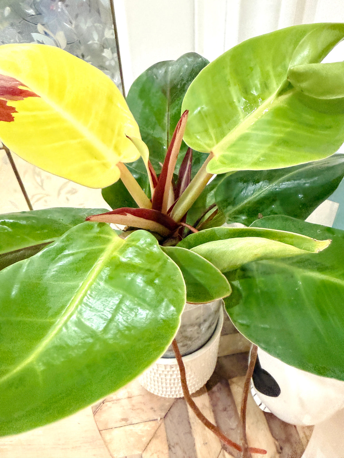 Philodendron Red Moon Variegated