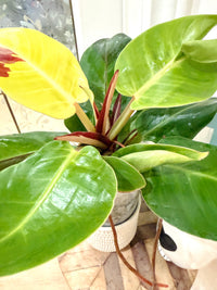 Philodendron Red Moon Variegated