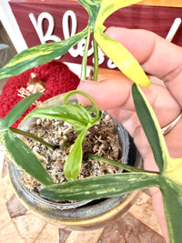 PHILODENDRON FLORIDA BEAUTY × POLYPODIOIDES VARIEGATED