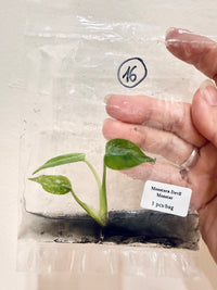 Monstera Devil TC Plant