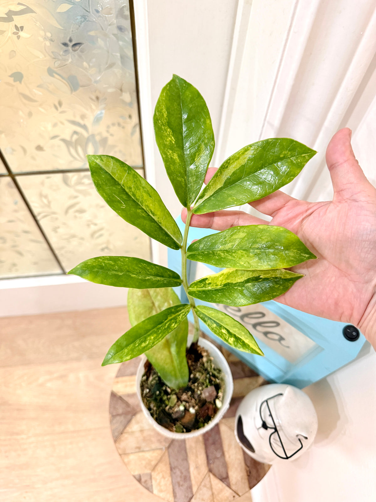 Giant ZZPlant Aurea