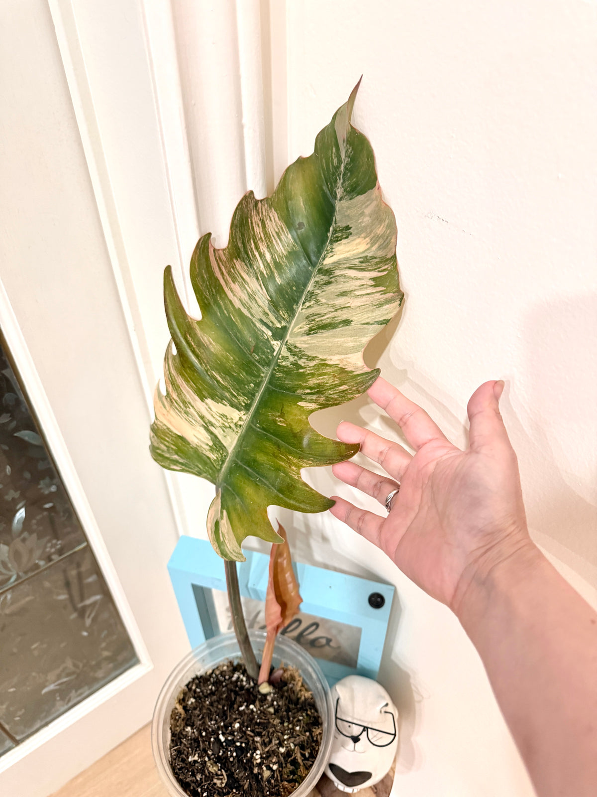 Philodendron Caramel Marble