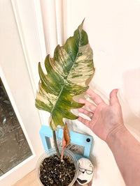 Philodendron Caramel Marble