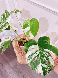 Monstera Albo