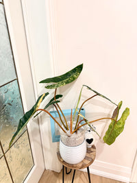 Philodendron Billietiae Variegated