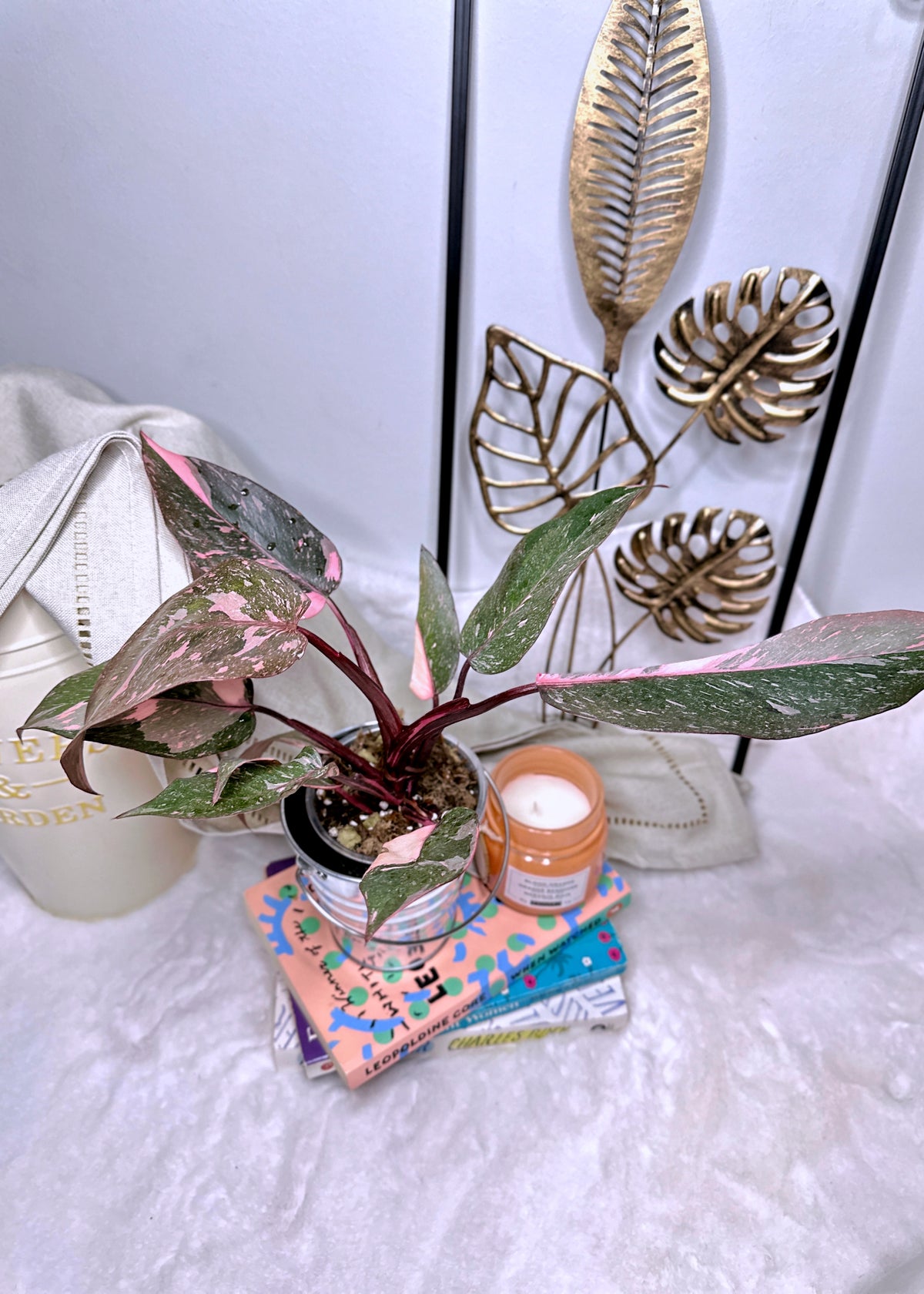 Philodendron Pink Princess Galaxy