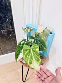 Philodendron Gloriosum Galaxy