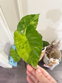 Alocasia Gageana Mint & Wentii Silver