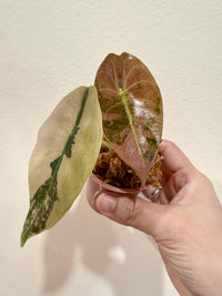 Alocasia Sedenii Aurea