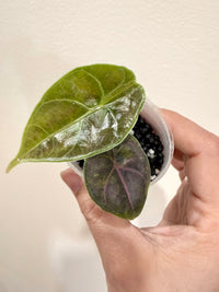 Alocasia Azlanii Aurea