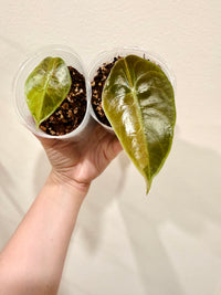 Alocasia Sedenii Aurea
