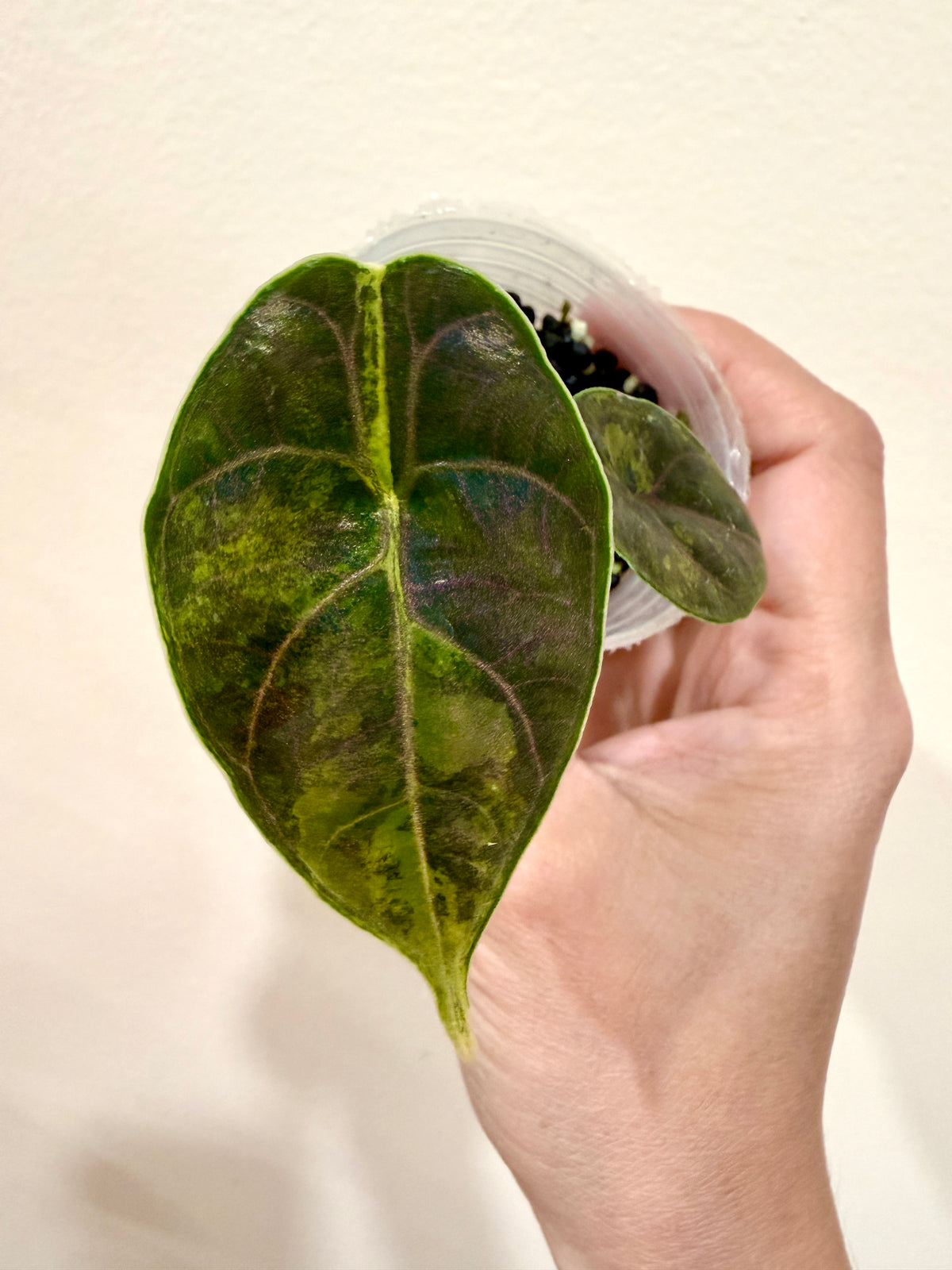 Alocasia Azlanii Aurea