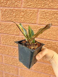 Philodendron Caramel Fire Tiger