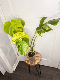 Monstera Aurea