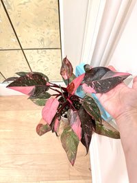 Philodendron Pink Princess Galaxy