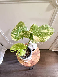 Monstera Legacy