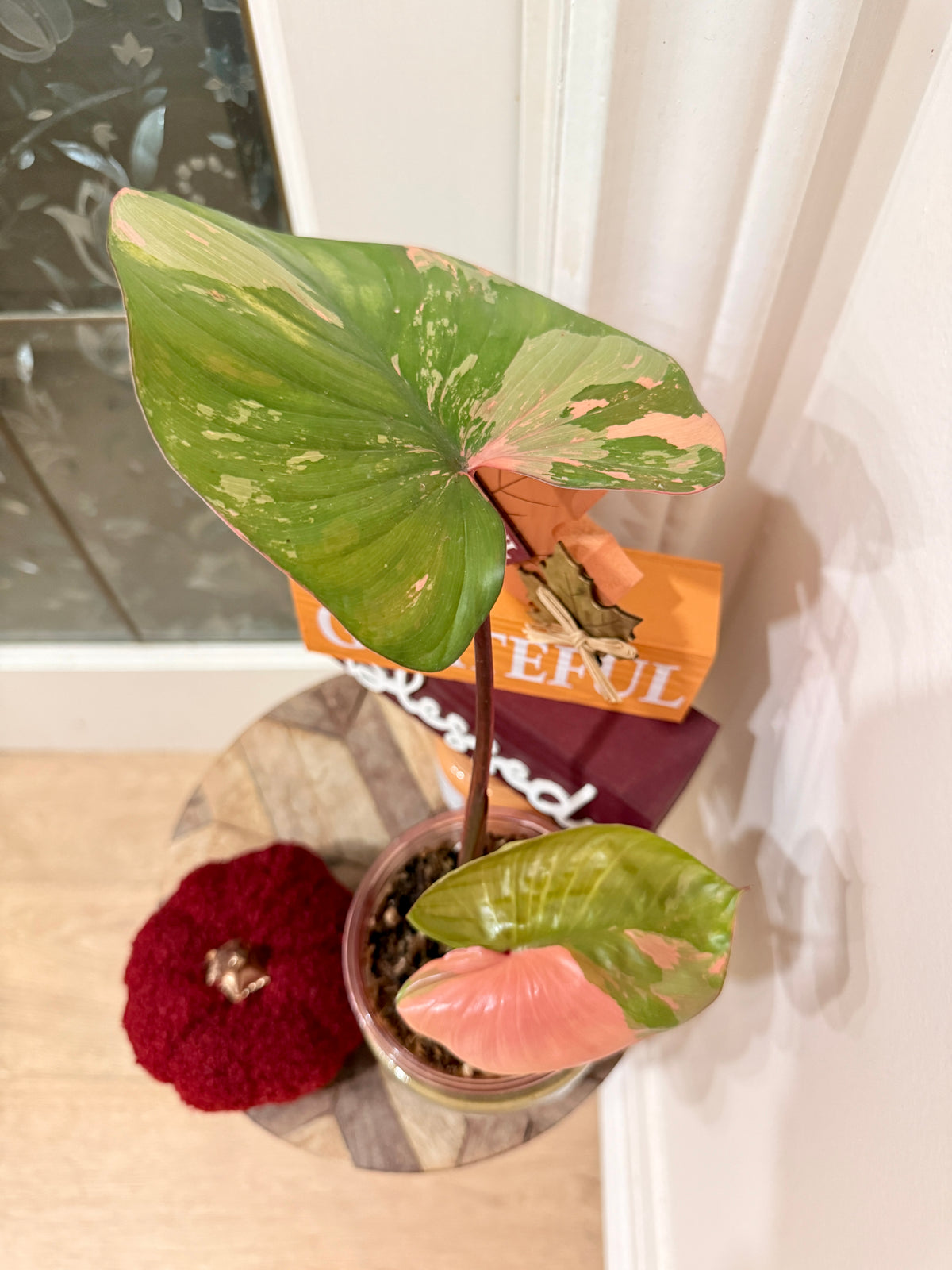 Homalomena Rubescen Pink