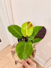 Philodendron Red Moon Variegated