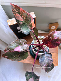 Philodendron Pink Princess Galaxy