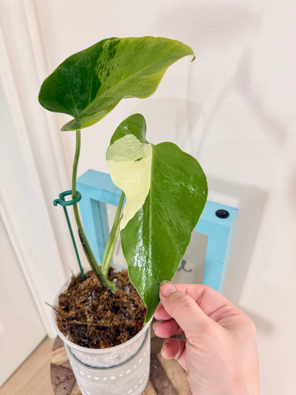 Monstera light lime