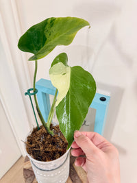 Monstera light lime