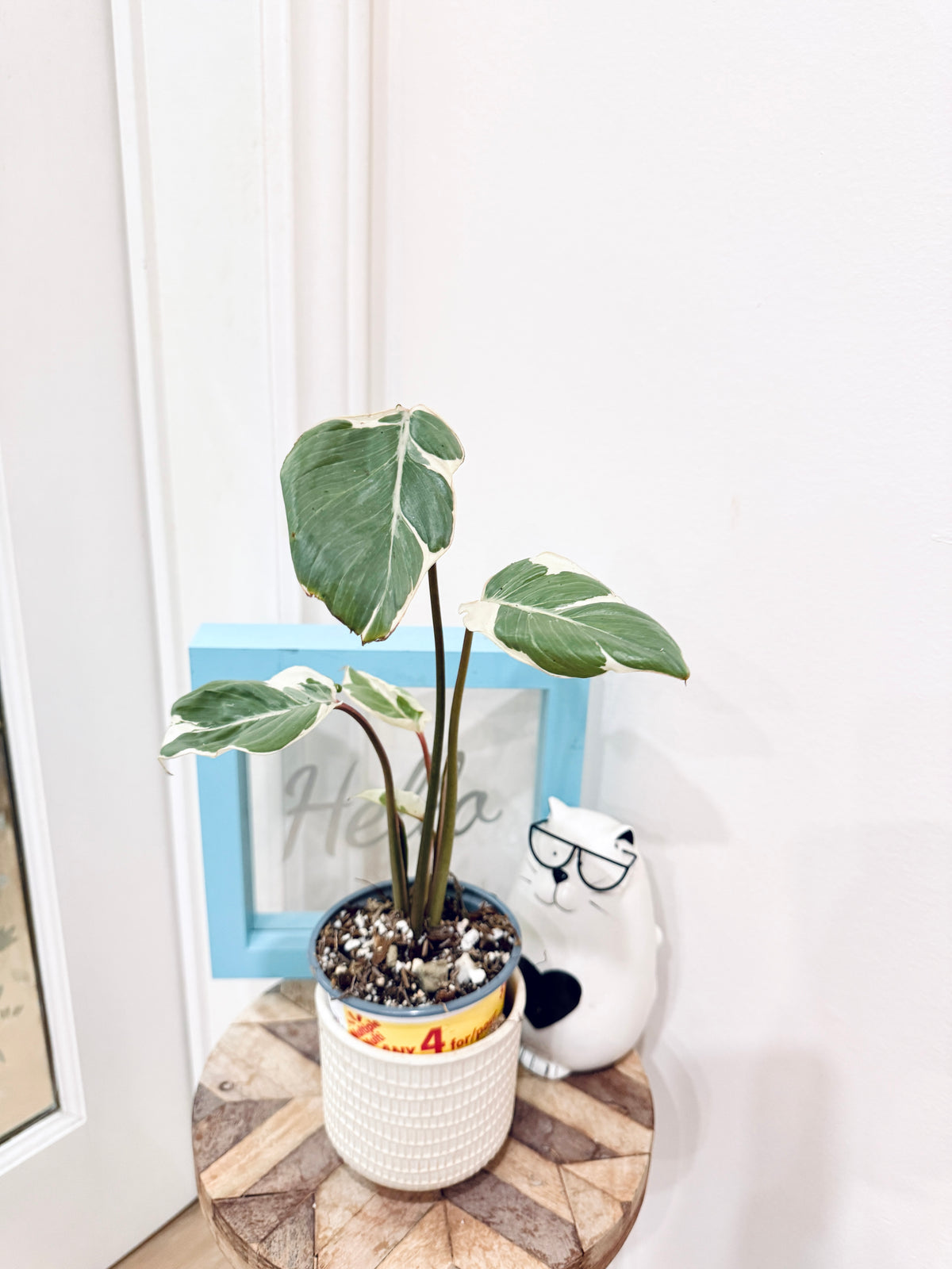Homalomena Stardust Mutation