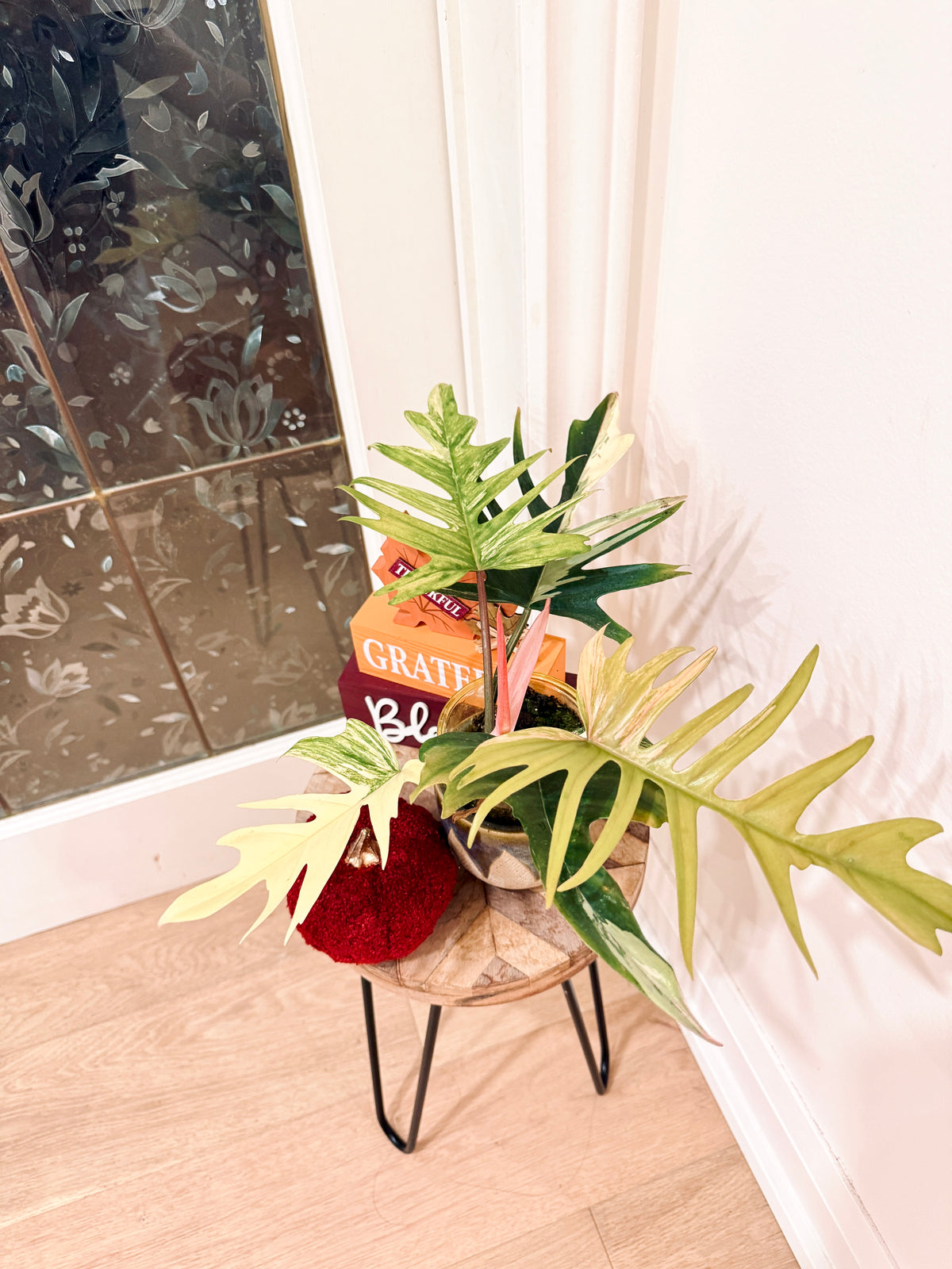 Philodendron Flobe x Tortum