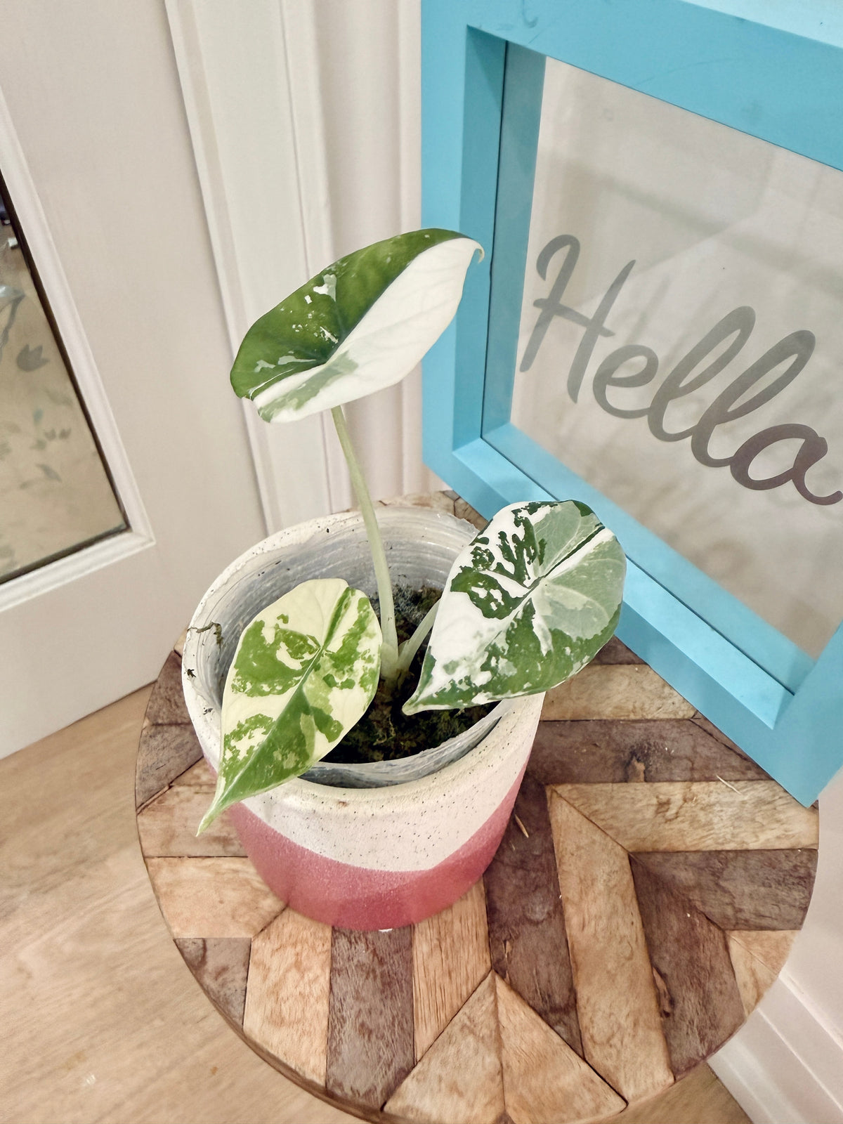 Alocasia Maharani Albo