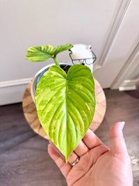 Philodendron Mamei Variegated