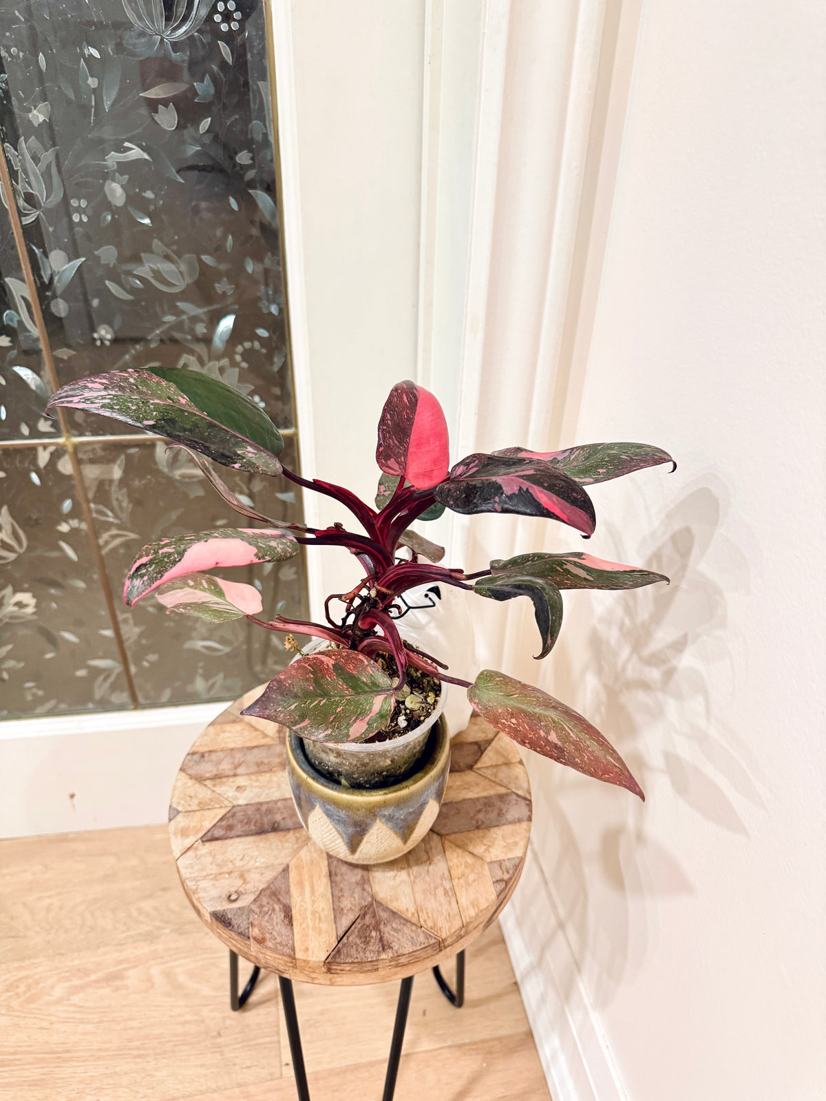 Philodendron Pink Princess Galaxy