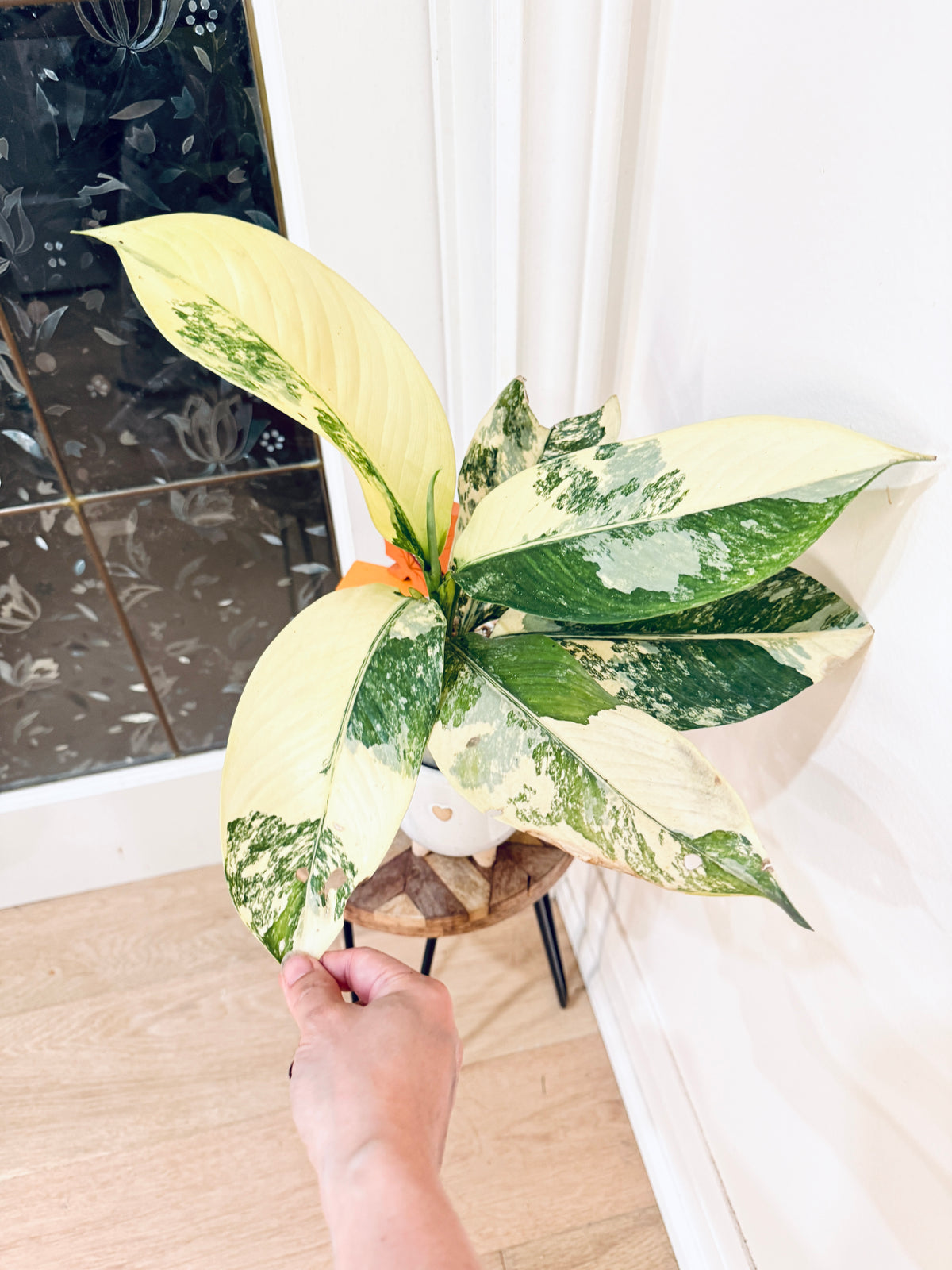 Variegated Dieffenbachia "Big Ben"